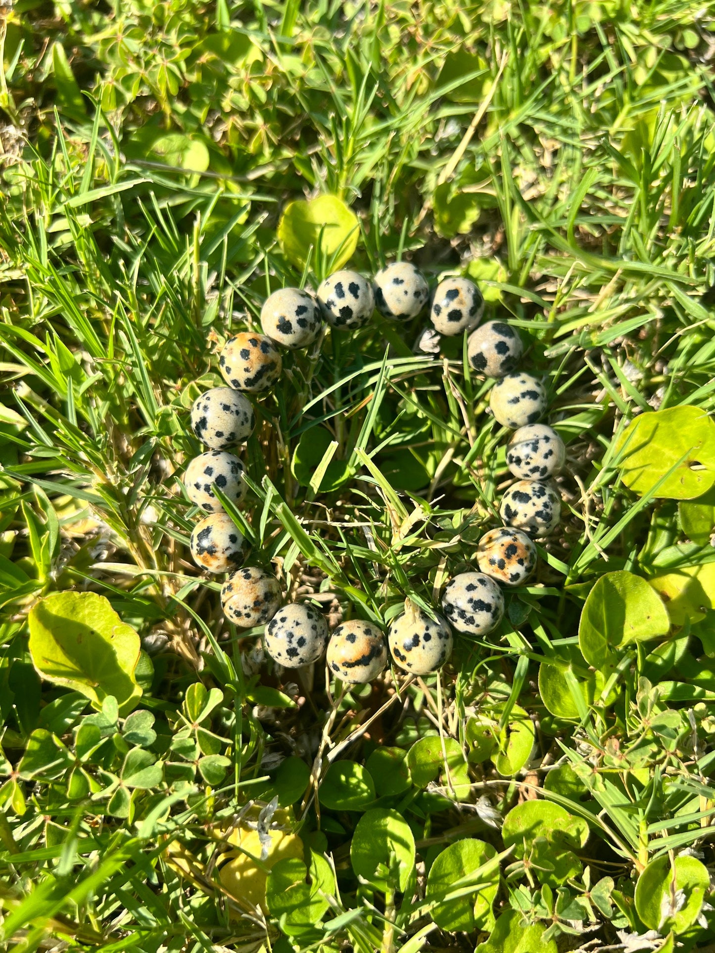 Unique Dalmatian Jasper Bracelet 10MM